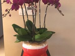 -豆豆花艺(新光天地店)