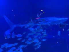 -烟台海昌鲸鲨海洋公园