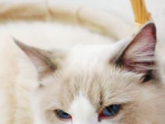 -猫友咖啡店(玉林西路店)