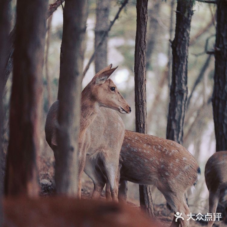  大连野生梅花鹿最多的地方，白云山看鹿攻略