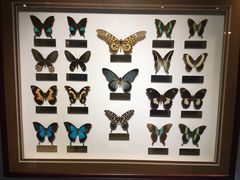 -上海昆虫博物馆