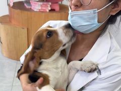 -瑞派长江宠物医院·猫科·外科·24小时夜护(谊城公寓分院)