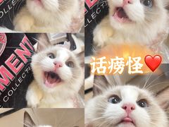 -lincat·猫舍(广州店)