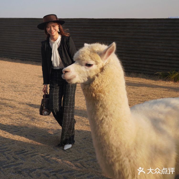 去南京最美的建筑群里看羊驼🦙