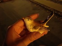 -花莲东大门国际观光夜市
