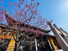 -红梅公园
