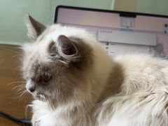 -楼上猫咖(罗湖店)