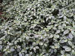 -华南国家植物园-售票处