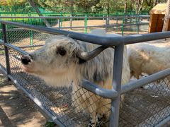 -长白岛森林公园