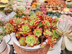 -秦美花卉(天朗·莱茵小城2期店)