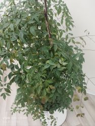 -HEYAN荷妍专业脱毛连锁机构