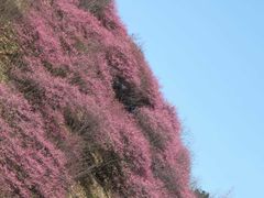 -新建村梅花