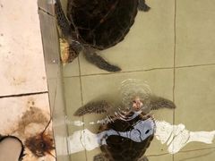 -广东惠东海龟国家级自然保护区