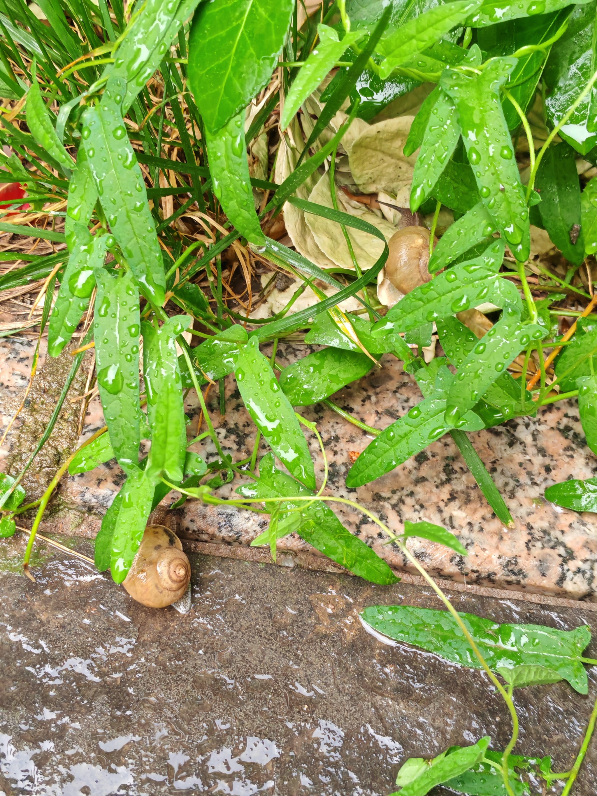 雨后的大蜗牛