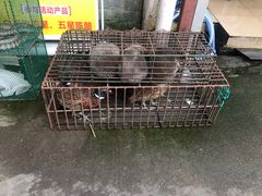 -姚林轩
