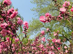 -海棠花溪(元大都城垣遗址公园)
