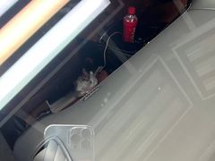 -鲨鱼皮汽车凹陷玻璃修复(静安店)