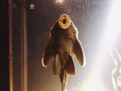 -暹罗海洋世界