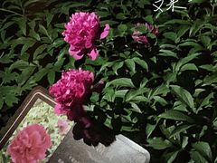 -莲花池公园