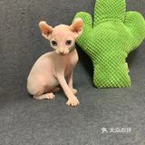 白菜价出售斯芬仔仔