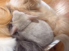 -藦茜花园宠物主题亲子互动体验馆(国顺东路店)