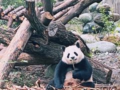 -盘飧市(春熙路店)