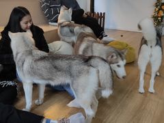 -Husky Go! 哈士奇体验馆·宠物咖啡厅狗咖