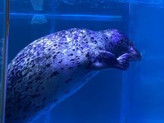 -海合安武汉极地海洋公园