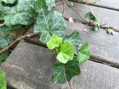 -普陀山慧济禅寺