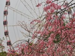 -顾村公园