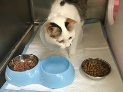 -芭比堂动物医院·犬猫全科·异宠专科(雁塔分院)