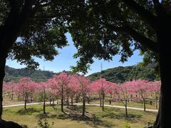 -风云岭森林公园