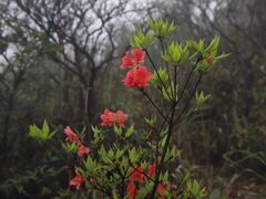 -大围山国家森林公园