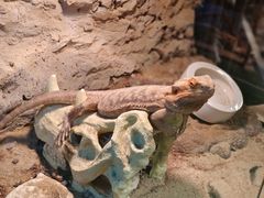 -FAIRYLAND龙族星球主题餐厅(凯丹广场店)