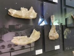 -北京周口店北京人遗址博物馆