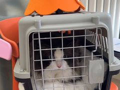 -纳吉亚猫专科动物医院博雅分院