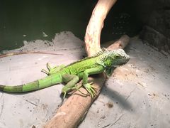 -上海大自然野生昆虫馆