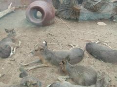 -大连森林动物园