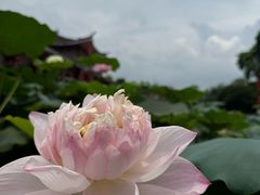 -广州莲花山旅游区