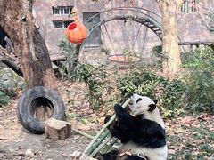 -成都动物园