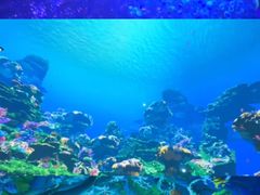 -海合安武汉极地海洋公园