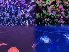 -珠海长隆海洋王国