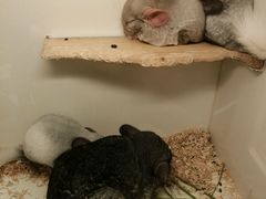 -龙猫仔乐园(惠福东路店)