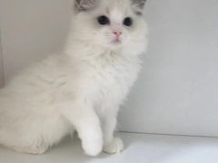 -Bastet sally猫舍购宠(静安店)