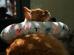 -喵屿·大理花园猫咖