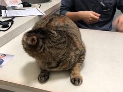 -伟伟宠物医院·瑞派猫友好医院·猫科(光谷店)