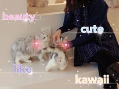 -怪兽屋·羊驼·猫咖·狗咖(俊华广场店)