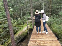 -汤旺河林海奇石景区