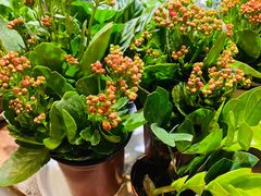 -何兮花店·气球派对鲜花店(马桥银春路万科城店)