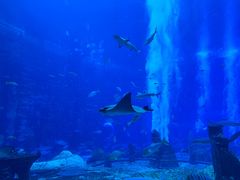 -亚特兰蒂斯•OSSIANO奥西亚诺海底餐厅
